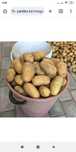 Продам картофель домашний