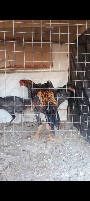 Dakan xoroz tovuqlar sotiladi