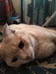 Vyazka zot mushuk pshak kedi