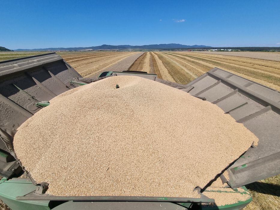 Porumb uscat,grau si ovaz negru