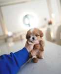Crescator autorizat , Maltipoo Mini Toy cu microcip ,Factura,Carnet