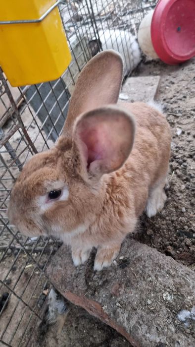 Iepuri de casă pui si maturi si porumbei