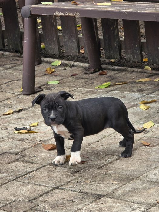 Amstaff rasă pură cu pedigree FCi