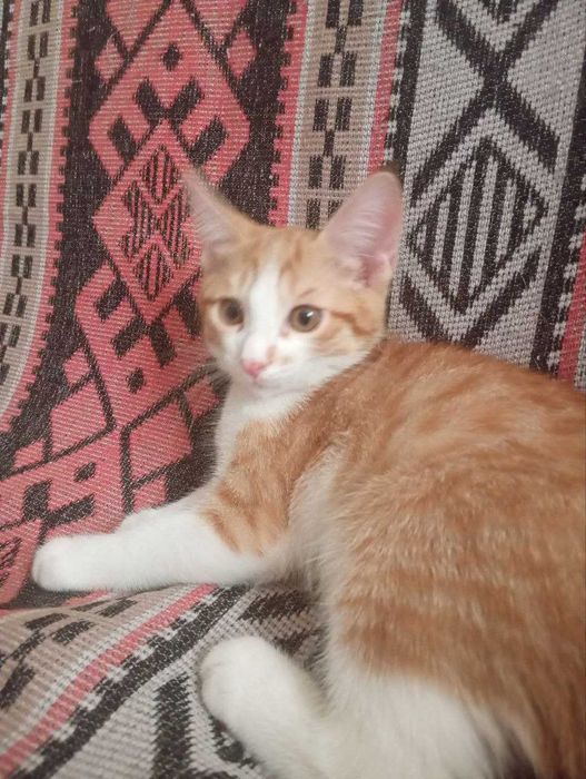 отдам котят в добрые руки .