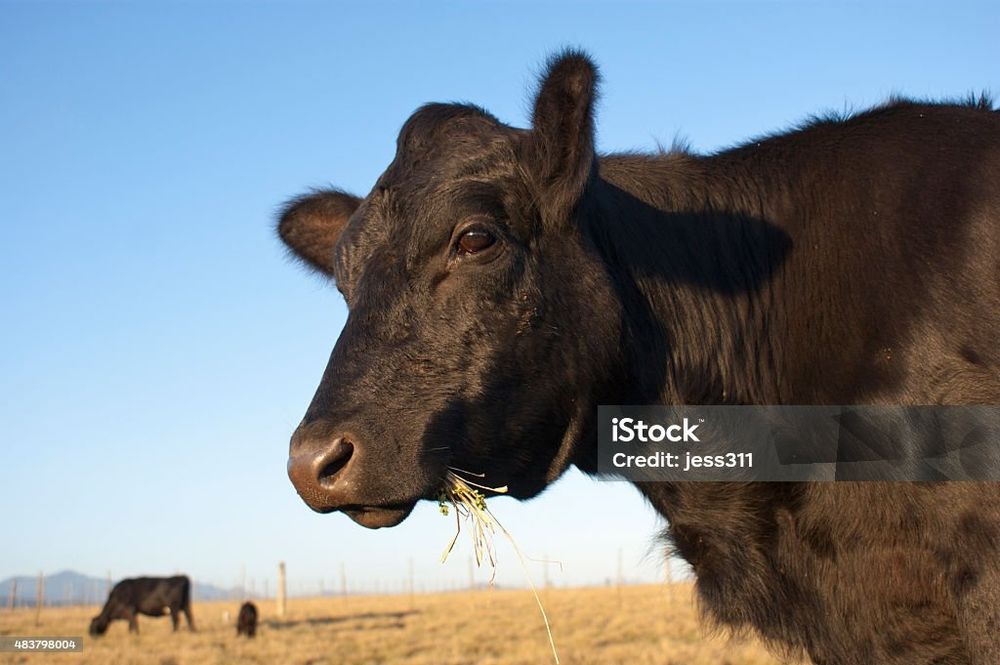 Продам 2 коров на мясо(Сирақтап) через веса