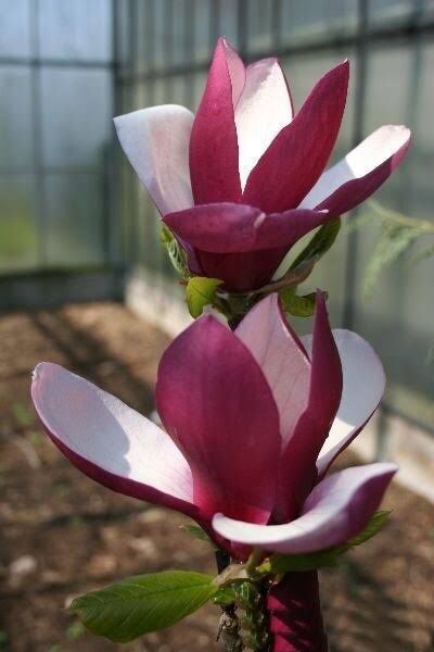 Magnolia rubra rustica