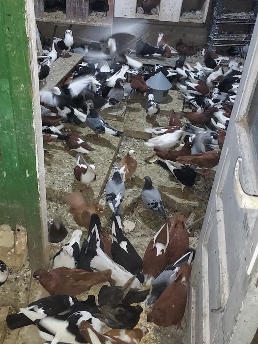 Porumbei Jucători De Galați