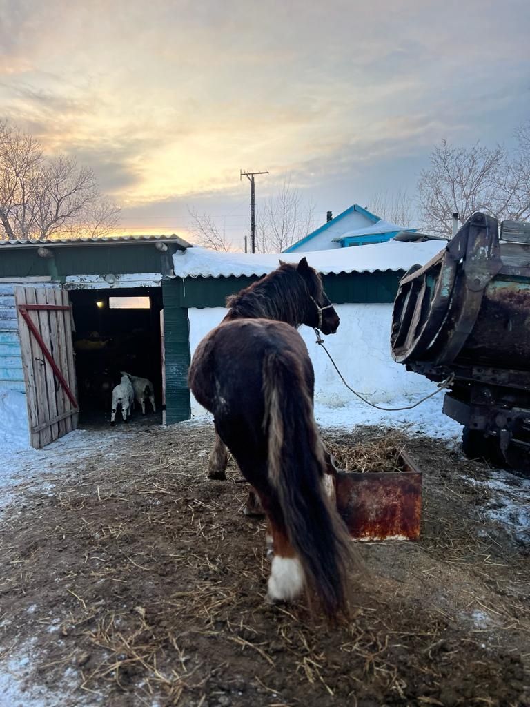 Продам Айғыр -Жеребец