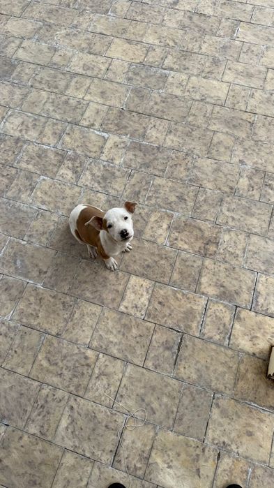 Собака ит сатылады