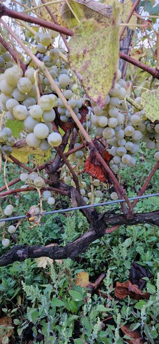Struguri pentru vin