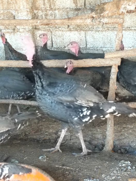 Индюк Курка сотилади