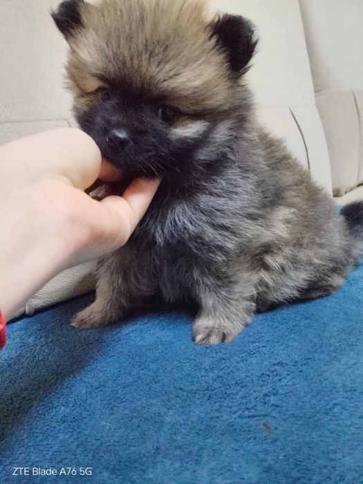 Померан продавам 4 бр 2 мъжки и 2 женски