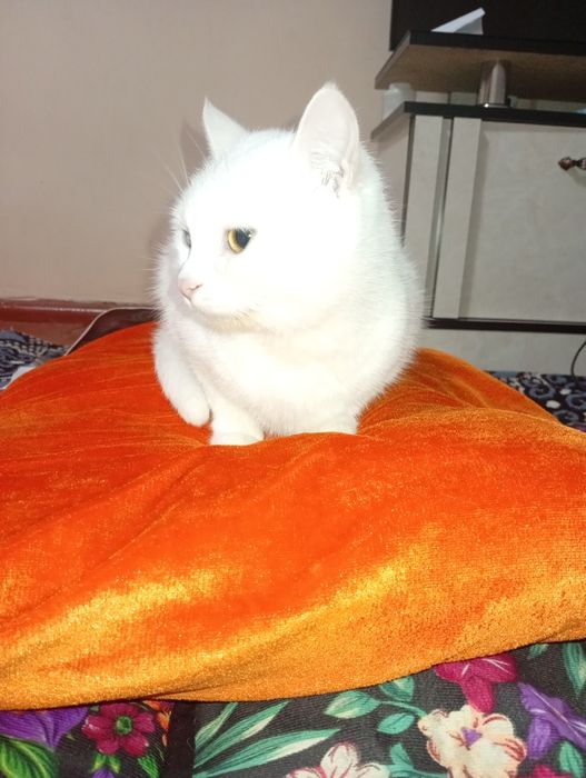 Zotdor mushuk koʻzi ikki xil