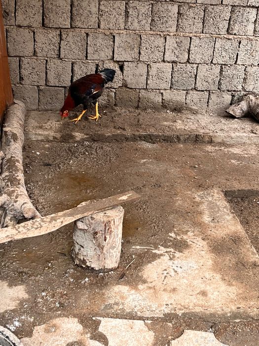 Домашние Петухи Хуроз