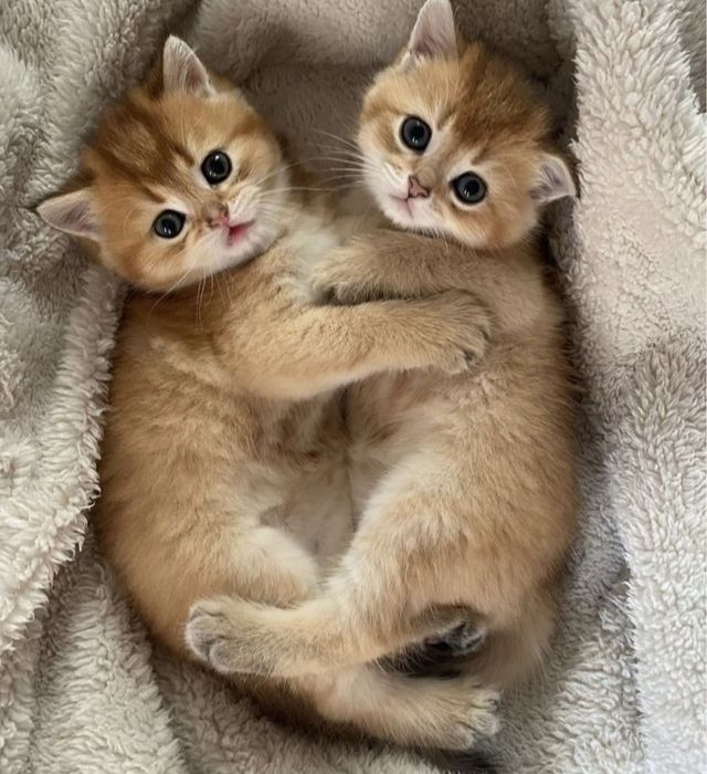Шотландские котята