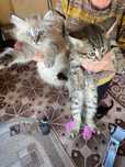 Отдам котят в хорошие руки