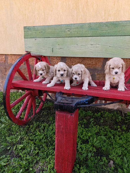 Американски кокер шпаноли