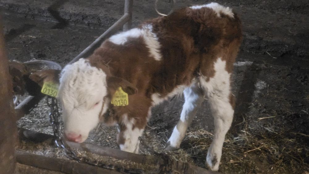 Vitei Vitel vitea  Tauras -Baltata Românească de lapte