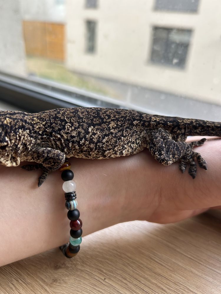 Gargoyle Gecko mascul