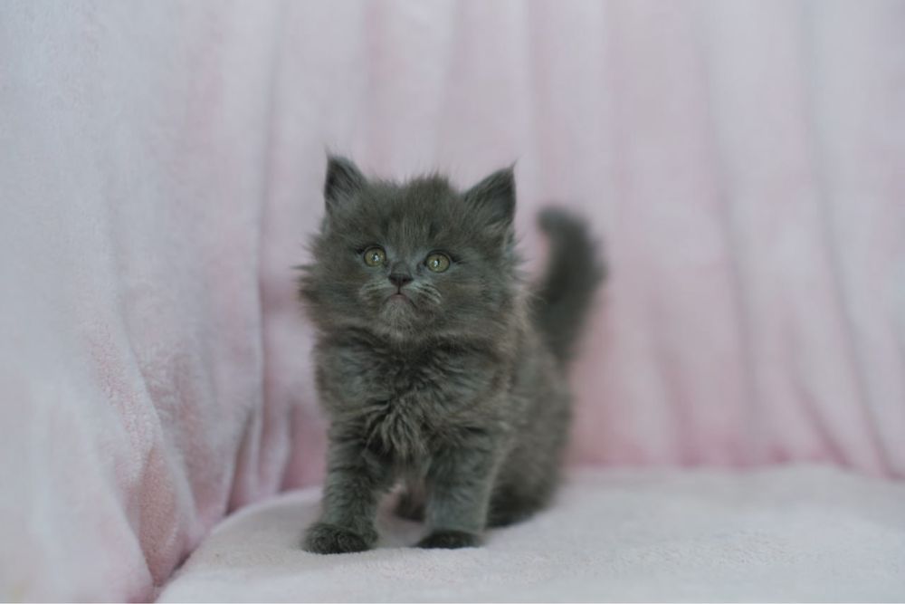 Котенок персидской породы