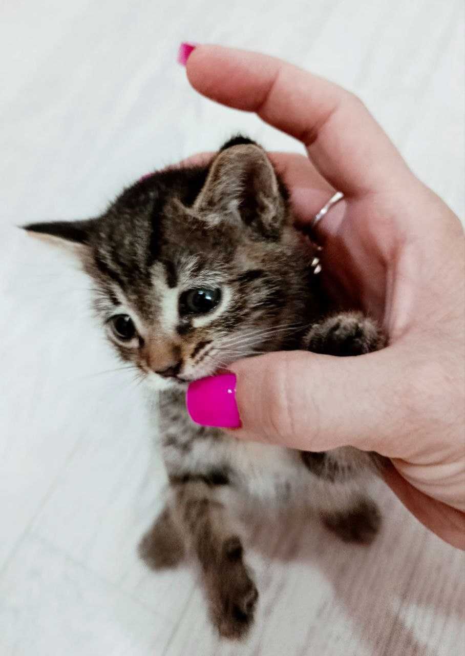 Отдам котят в добрые руки