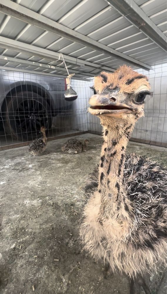Vând pui de struț african cu vârsta de 60 de zile !!!
