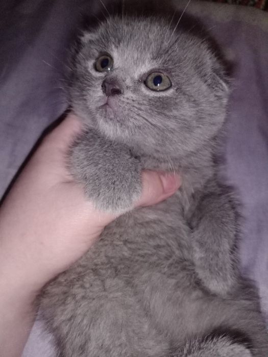 Котята продаются Фолд и Страйт