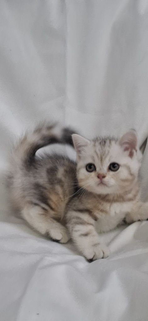 Продаю шотландских котят