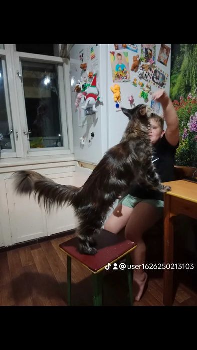 Котята Мейн-куна