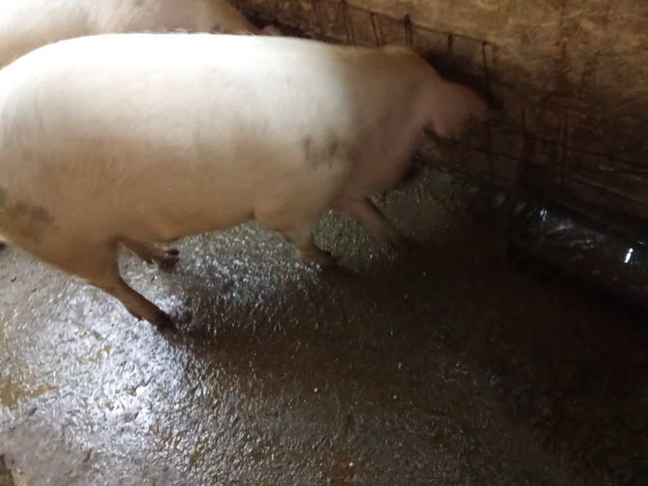 Porc de Crăciun la alegere