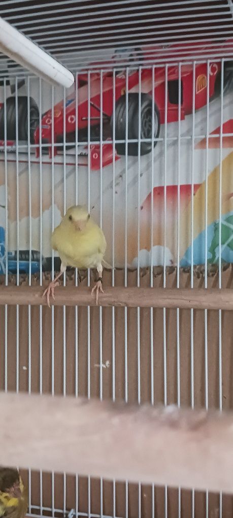 Canari timbrado!!