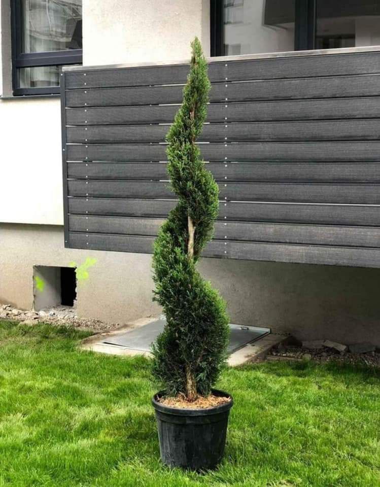 Vând plantate ornamentale