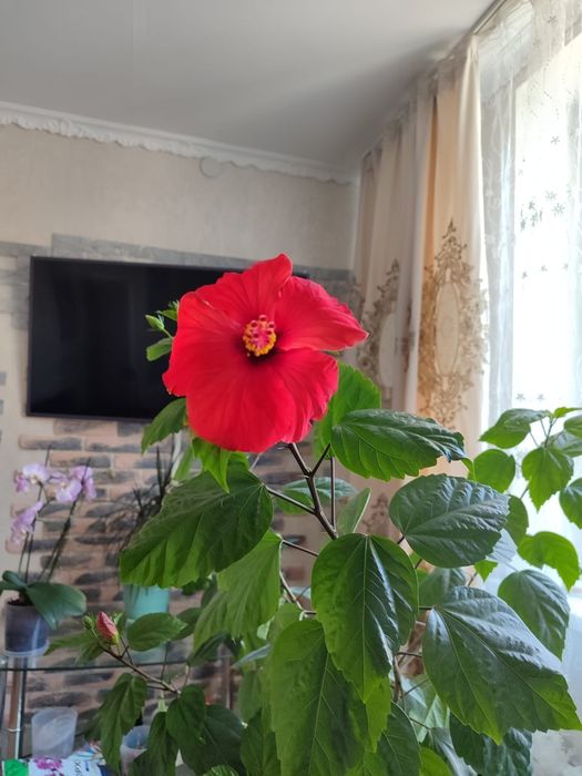 Китайская роза цветы