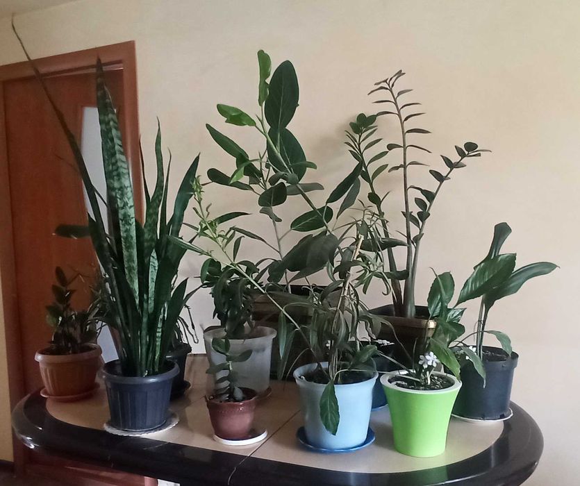 разные комнатные  растения