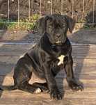 Cane corso femela