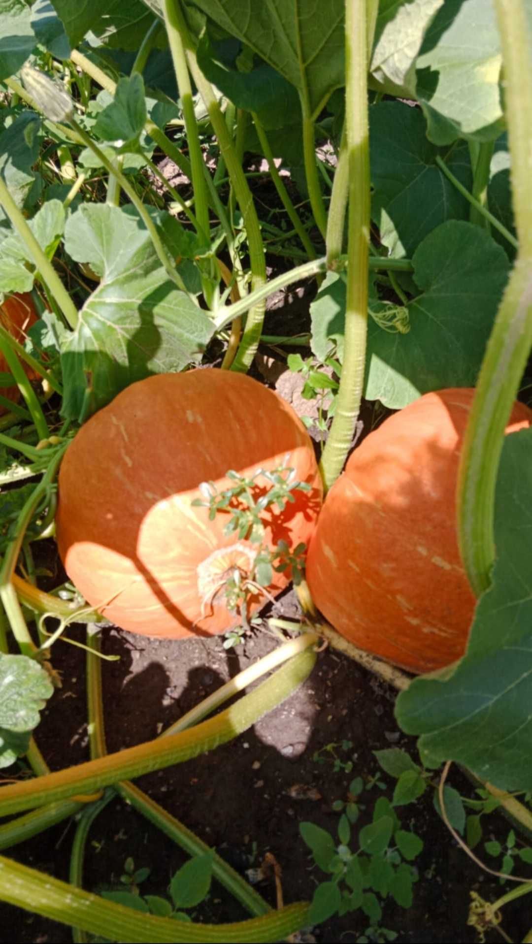 Продается домашняя ТЫКВА