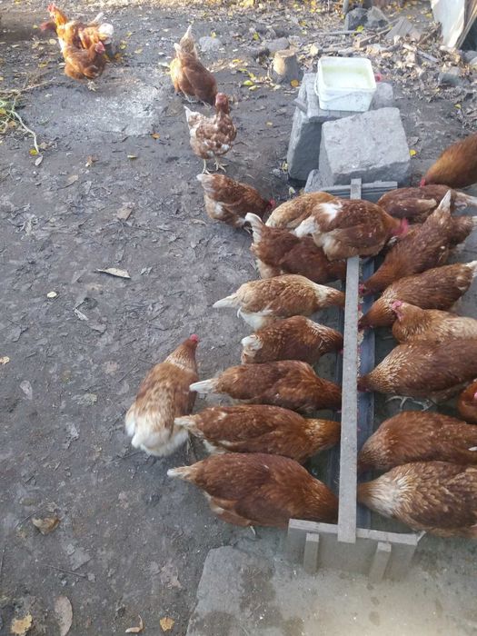Продавам селски кокошки петли