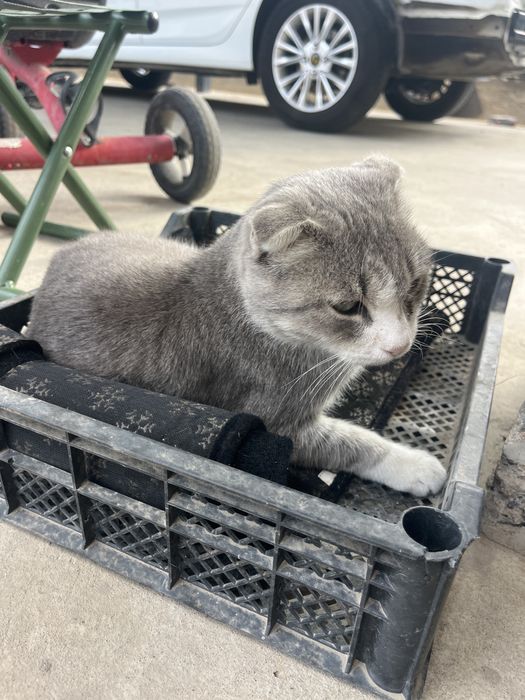 Кошки продаю Породистый