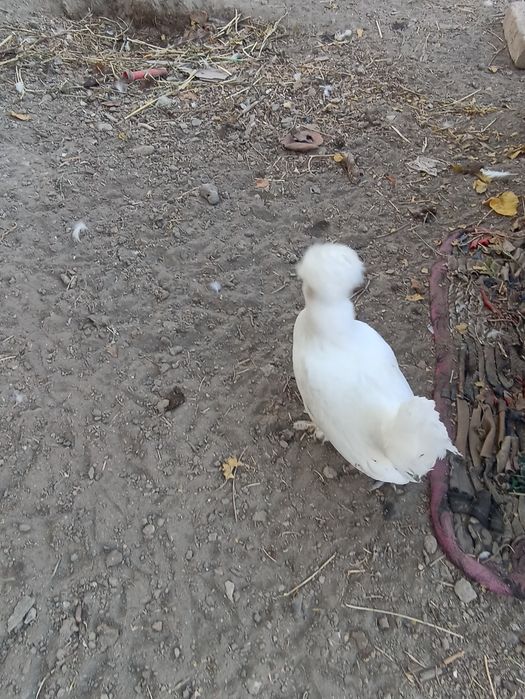 Японка тавукчалар сотилади