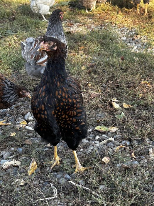 Wiandotte rosu negru