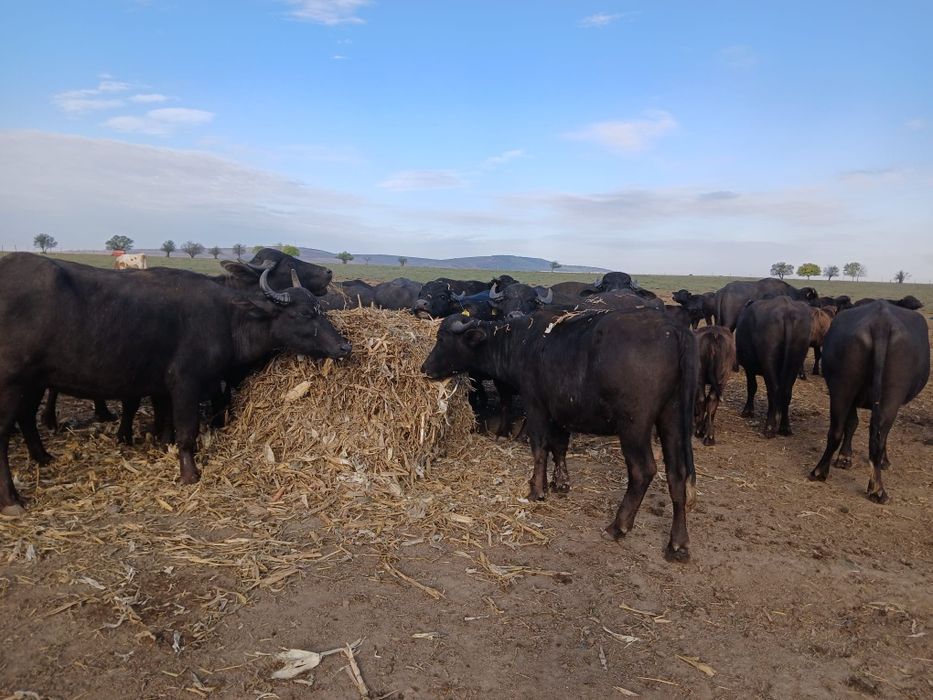 Bivolite gestante si negestante