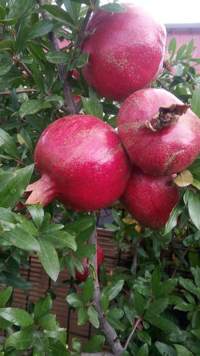 Rodie Acco anul 3 si 4 la ghiveci