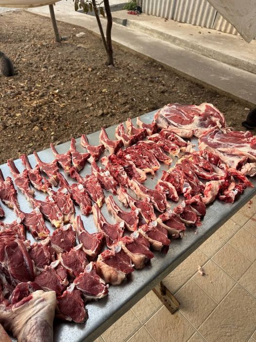 Qo’y, Qoylar, Qochqor ,кой , кочкор.24/7