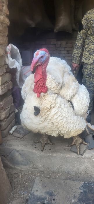 Kurka sotiladi uyda boqilgan