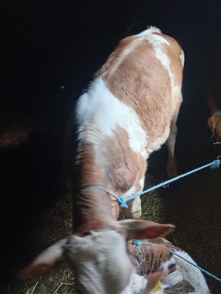 Vand 5 vitei si o vaca