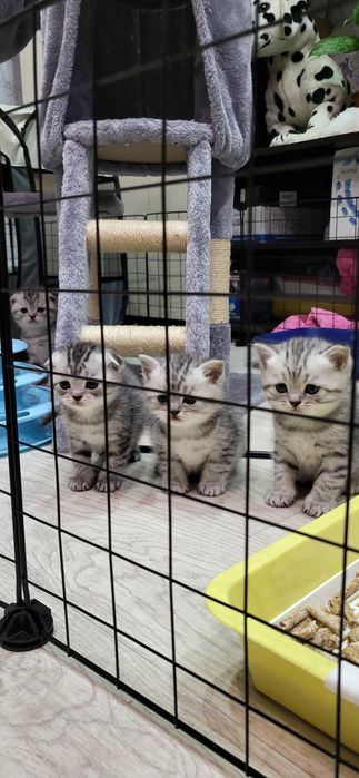 Котята 30 000.шотланские