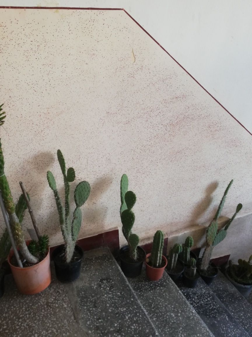 Cactusi , plante de apartament