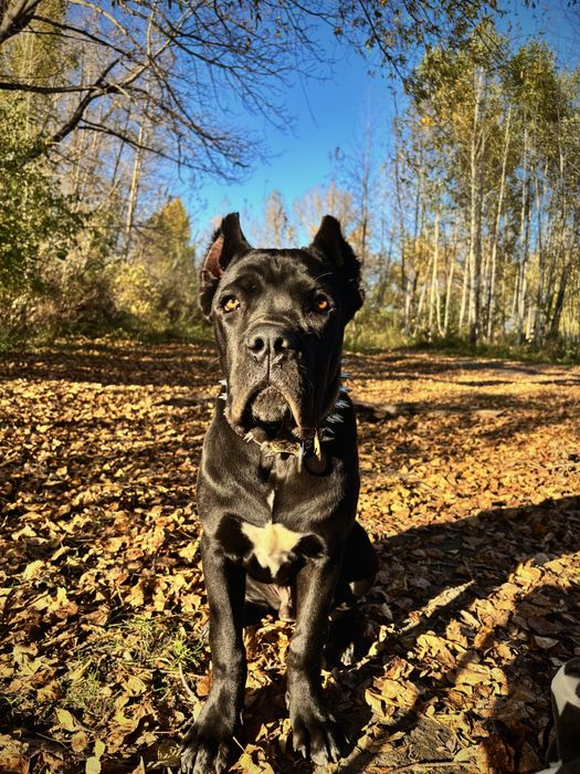 Щенок кане корсо