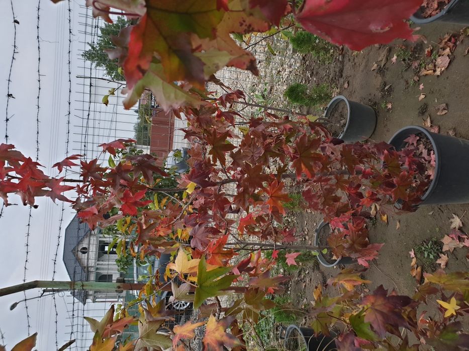 Liquidambar 2-3 m