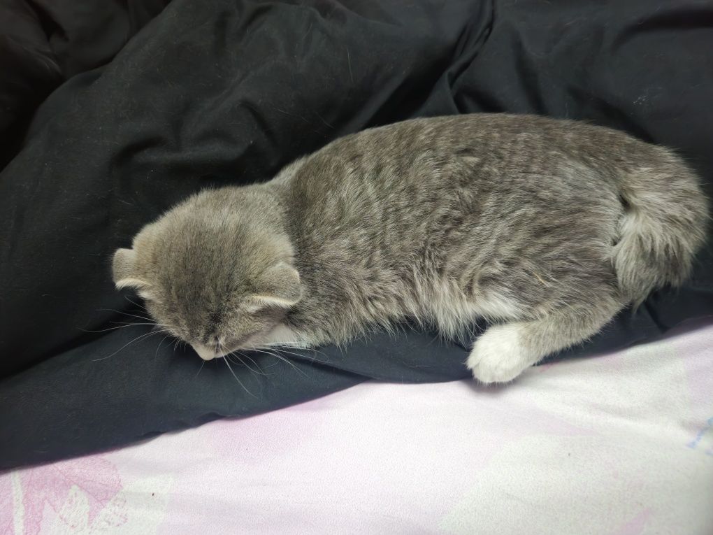 отдам котёнка Бесплатно